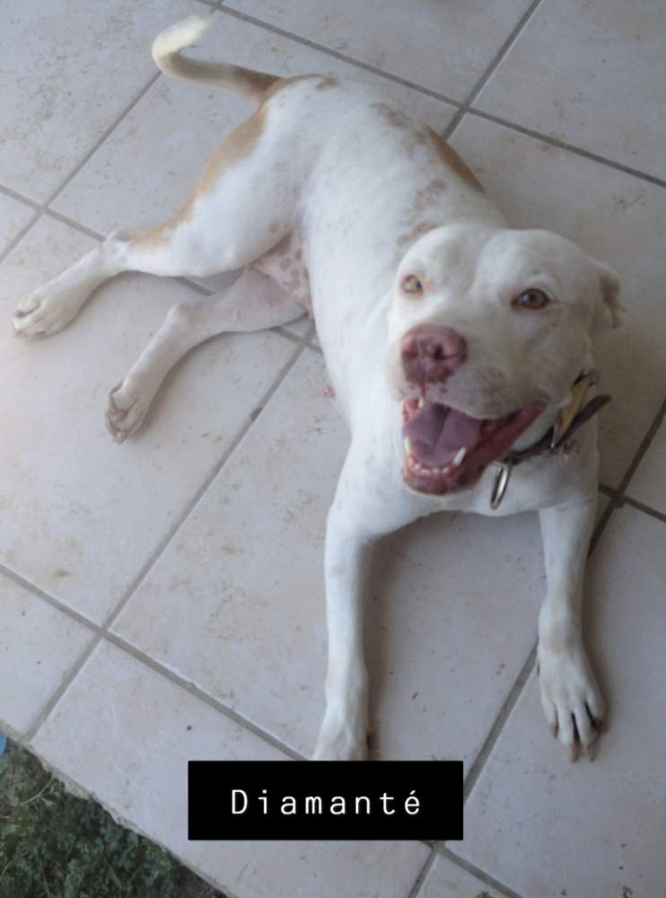 American Pit Bull Terrier  Breeder Canis lupus familiaris 