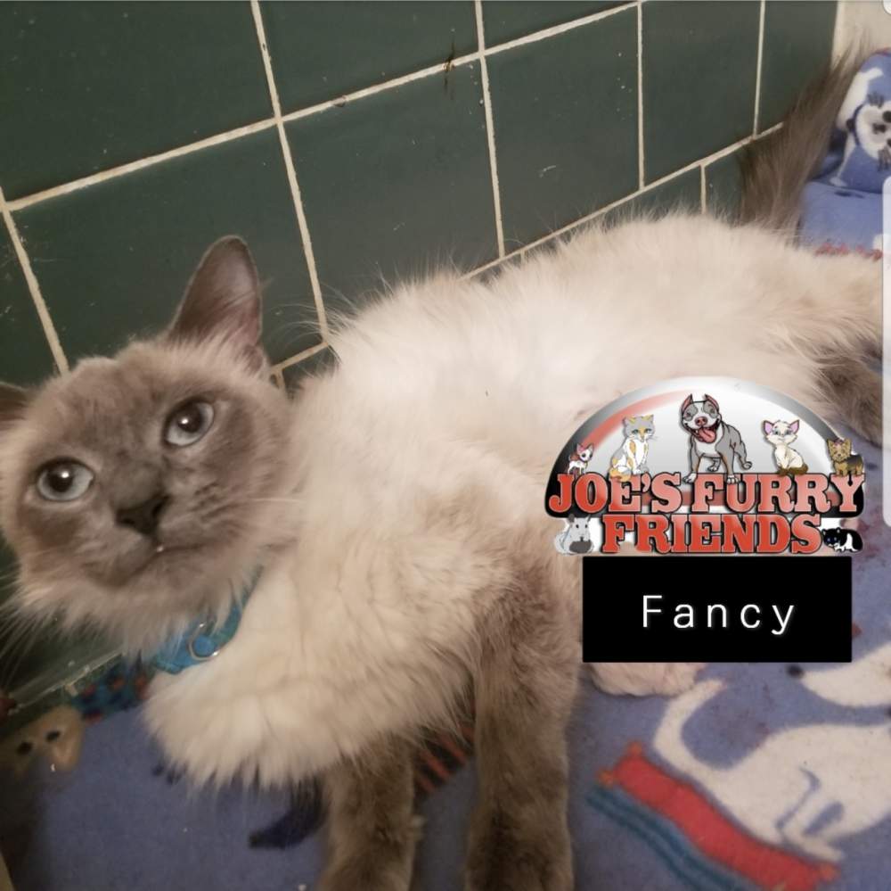 Ragdoll cat Pet only Felis silvestris catus United States, Killeen