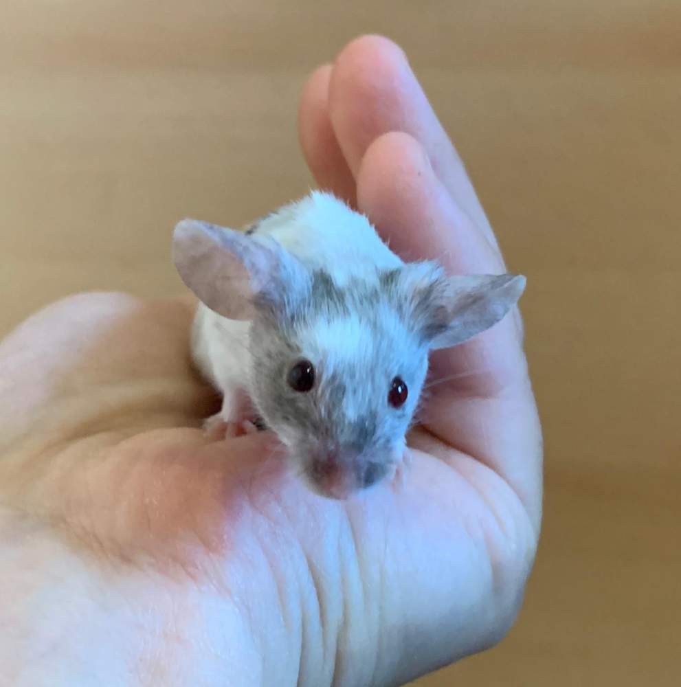 Fancy mouse Breeder Mus musculus 