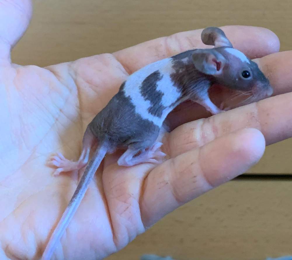 Fancy mouse Pet only Mus musculus 