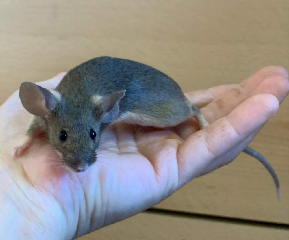 Fancy mouse Breeder Mus musculus 