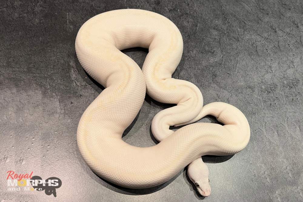 Ball python Breeder Python regius 