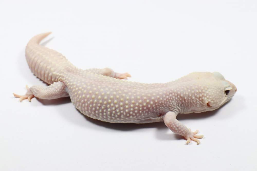 Leopard gecko Pet only Eublepharis macularius 