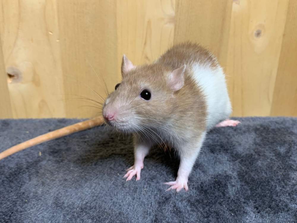 Fancy rat Retired Rattus norvegicus 