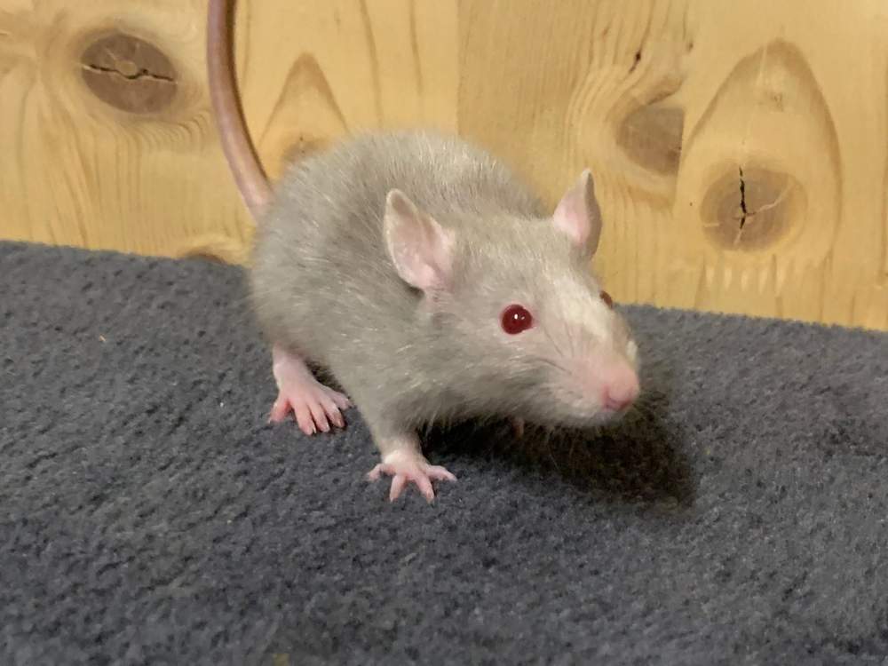 Fancy rat Breeder Rattus norvegicus 