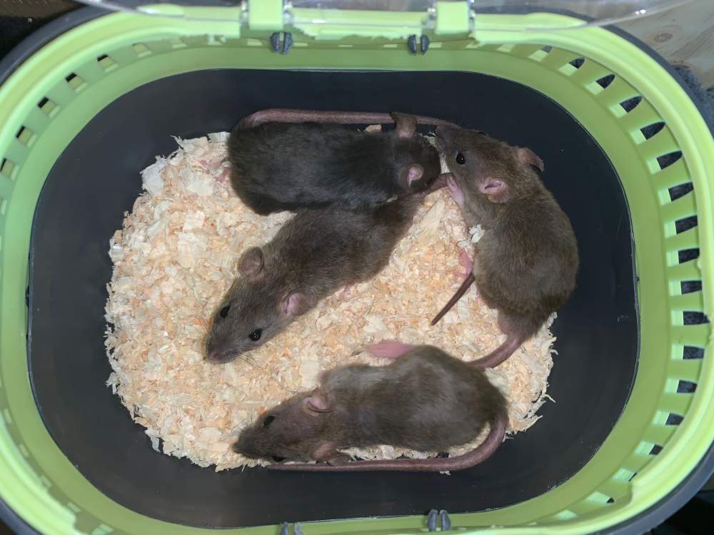 Fancy rat Breeder Rattus norvegicus 