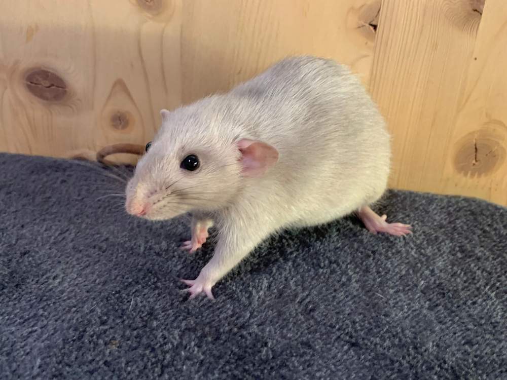 Fancy rat Breeder Rattus norvegicus 