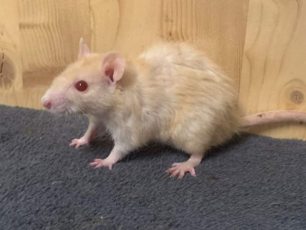 Fancy rat Breeder Rattus norvegicus 