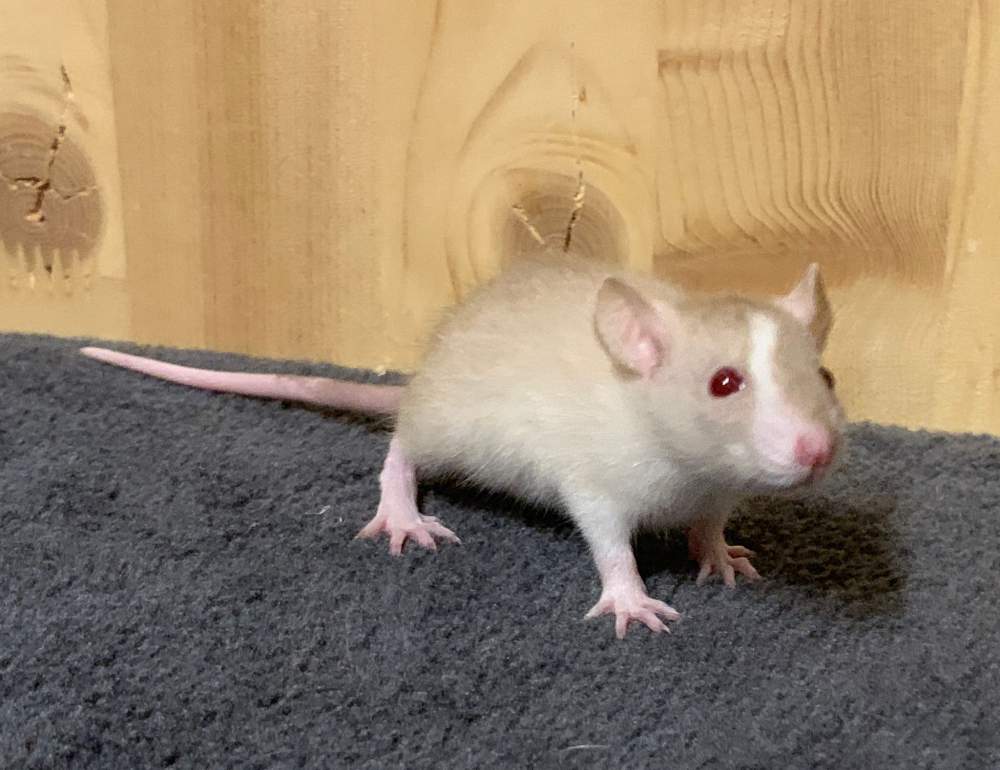 Fancy rat Breeder Rattus norvegicus 