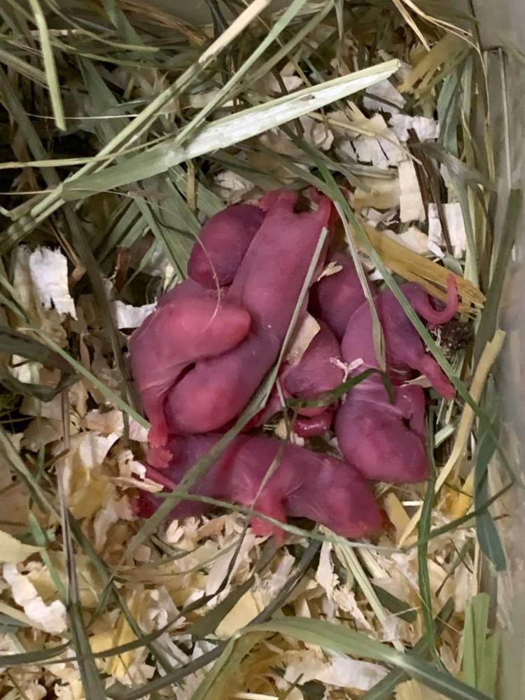 Fancy rat Breeder Rattus norvegicus 