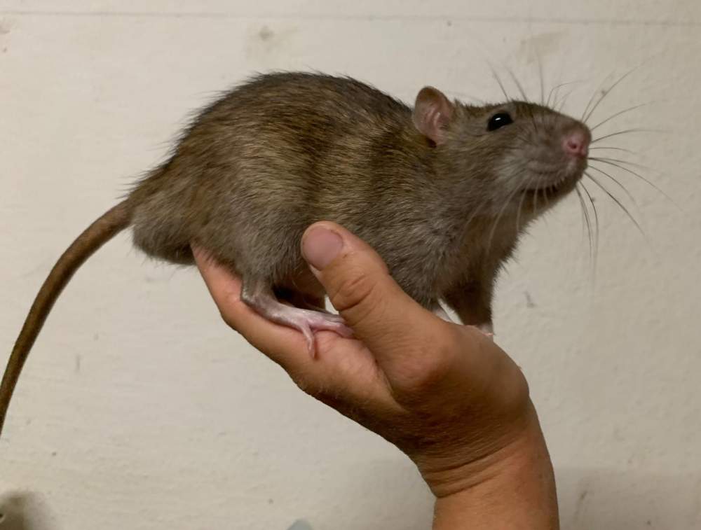 Fancy rat Breeder Rattus norvegicus 