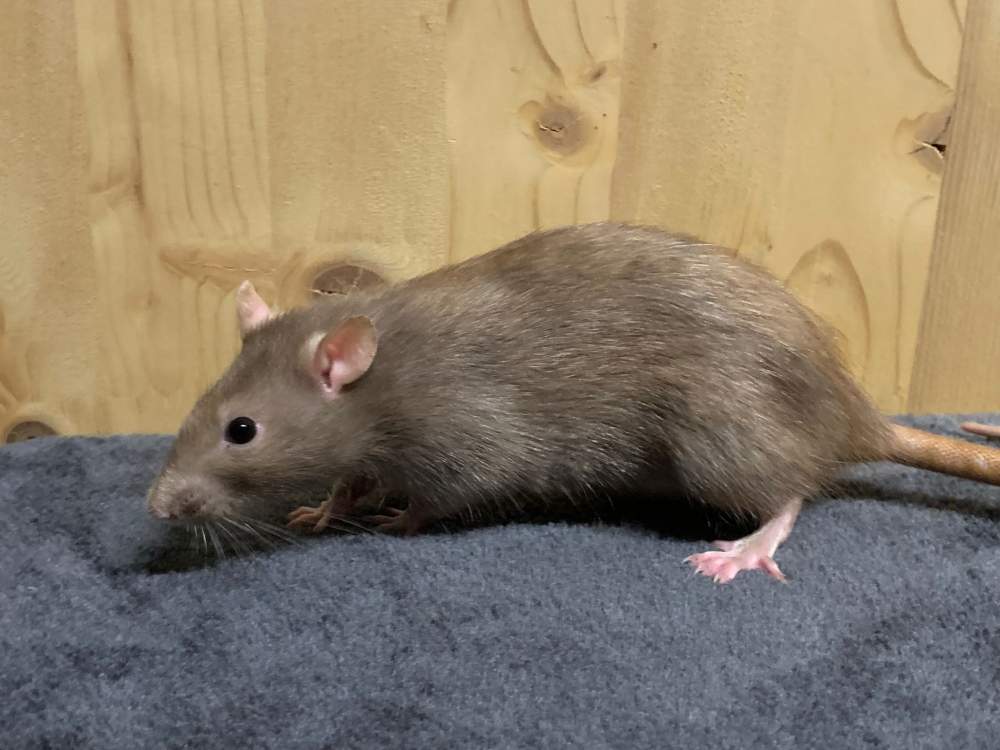 Fancy rat Breeder Rattus norvegicus 