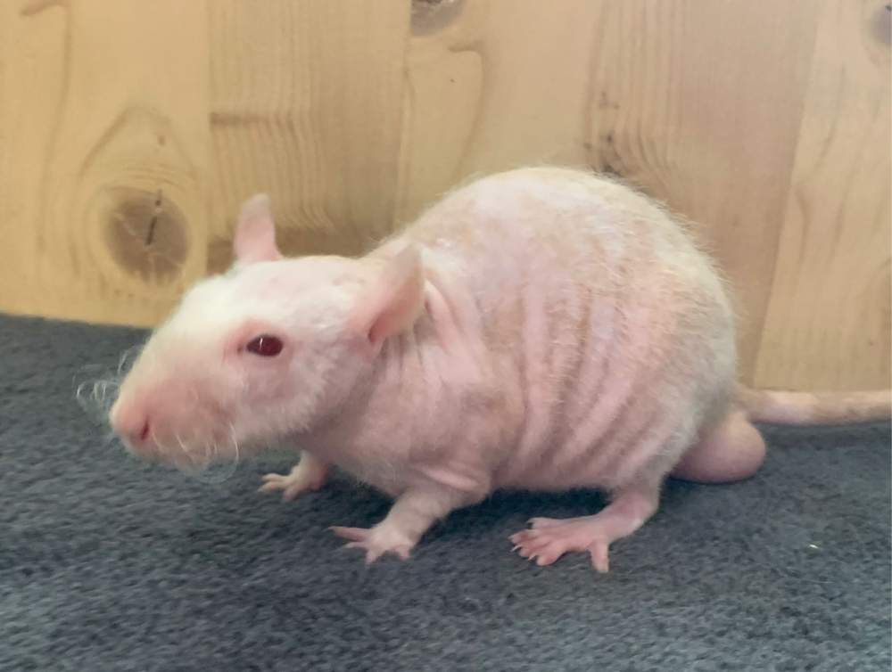 Fancy rat Breeder Rattus norvegicus 