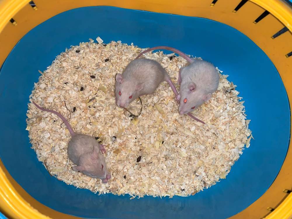 Fancy rat Breeder Rattus norvegicus 