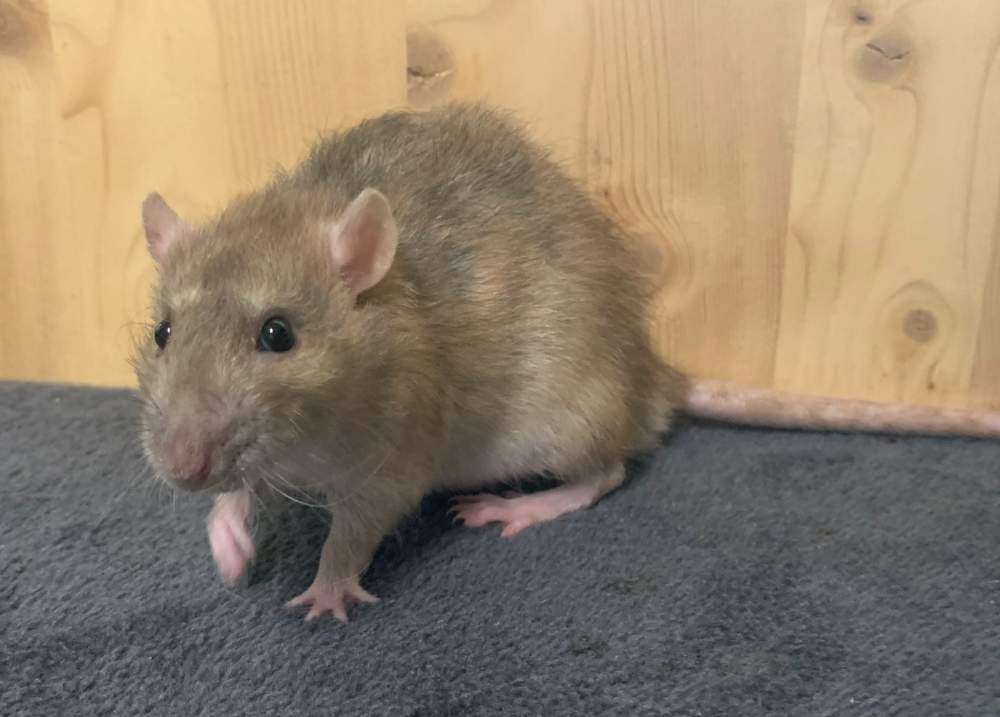 Fancy rat Breeder Rattus norvegicus 