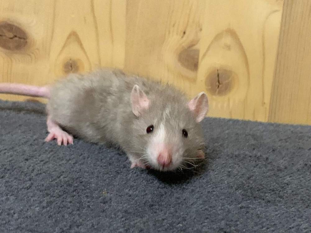 Fancy rat Breeder Rattus norvegicus 