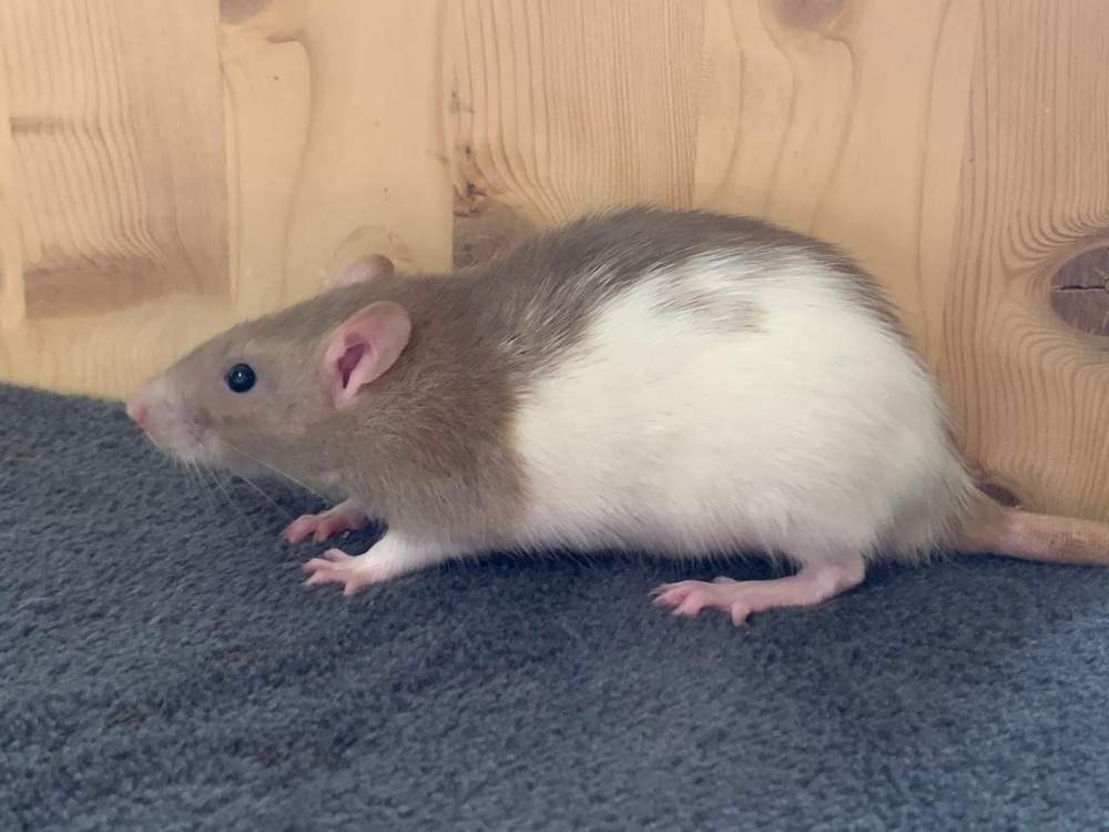 Fancy rat Breeder Rattus norvegicus 