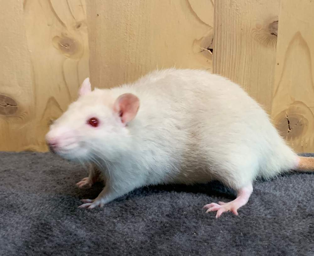 Fancy rat Breeder Rattus norvegicus 