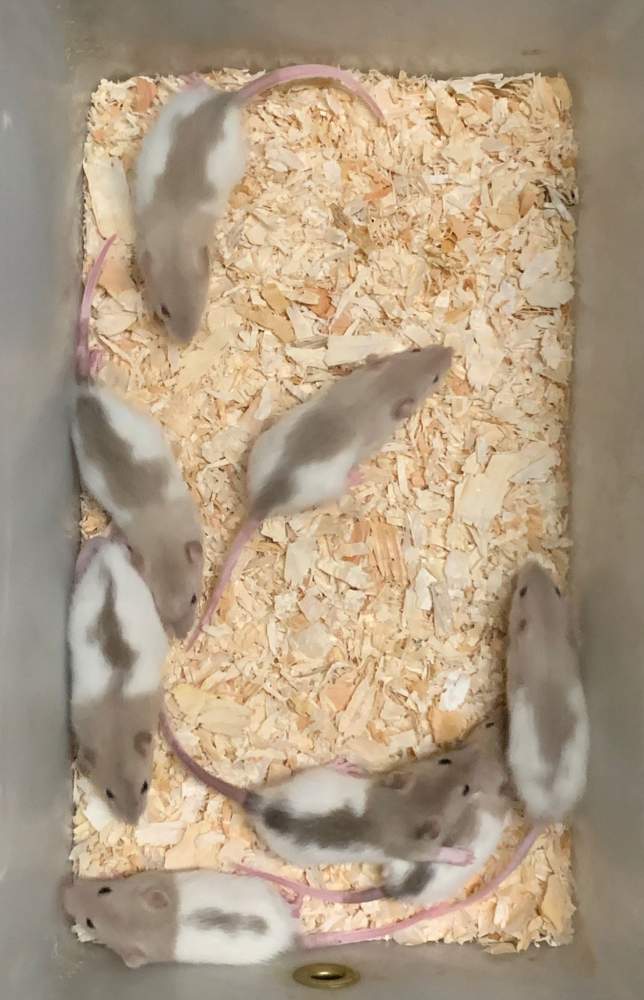 Fancy rat Pet only Rattus norvegicus 