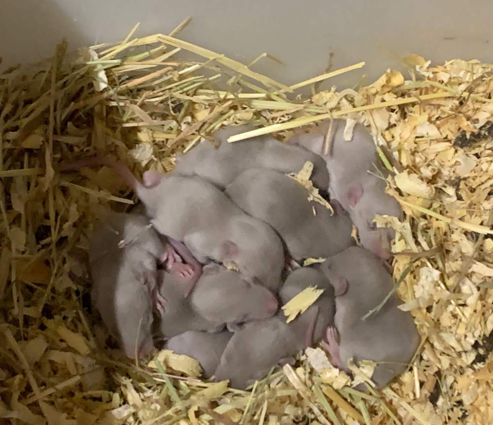 Fancy rat Breeder Rattus norvegicus 