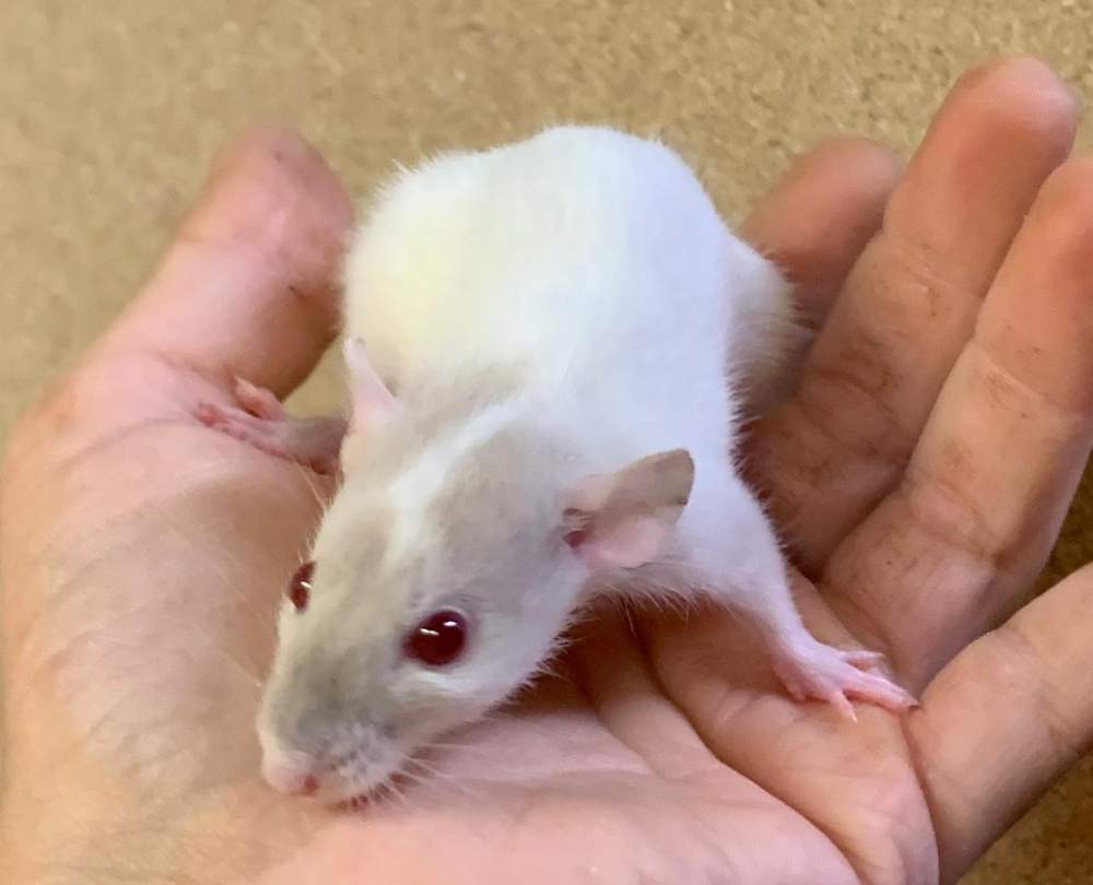 Fancy rat Breeder CSR Virgo 13608