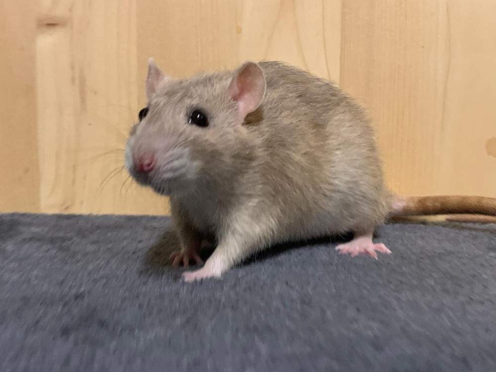 Fancy rat Breeder Rattus norvegicus 