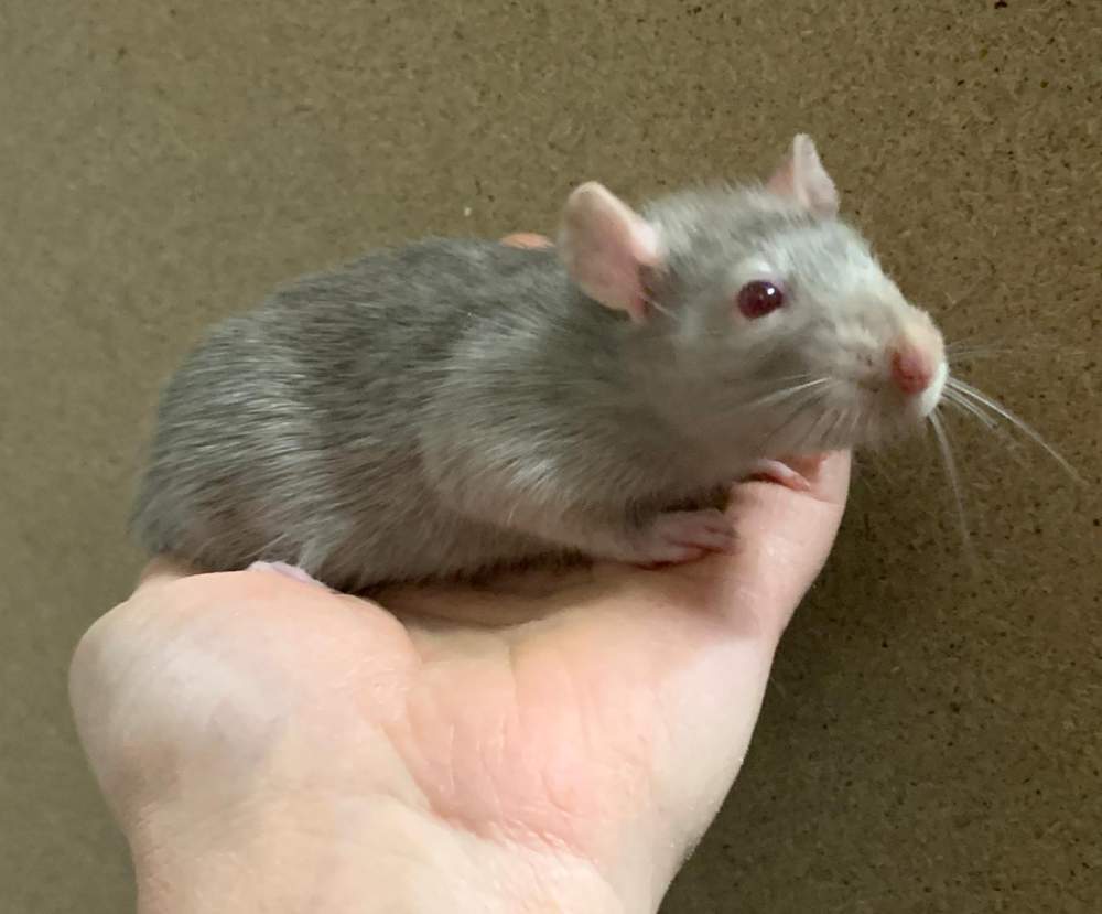 Fancy rat Pet only Rattus norvegicus 