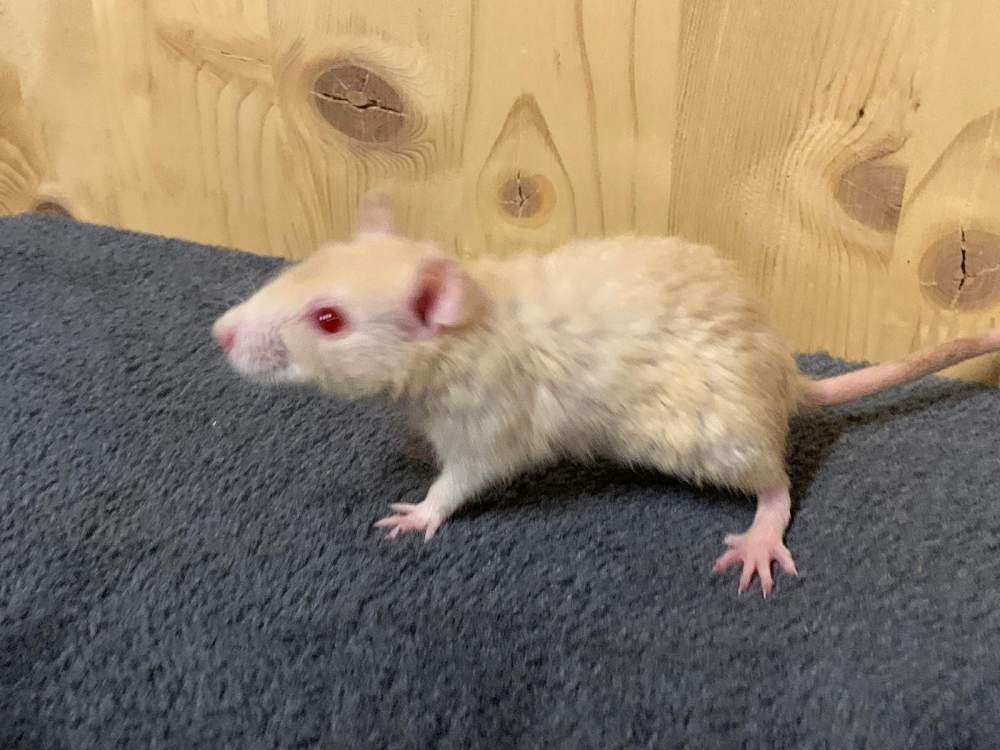 Fancy rat Breeder Rattus norvegicus 