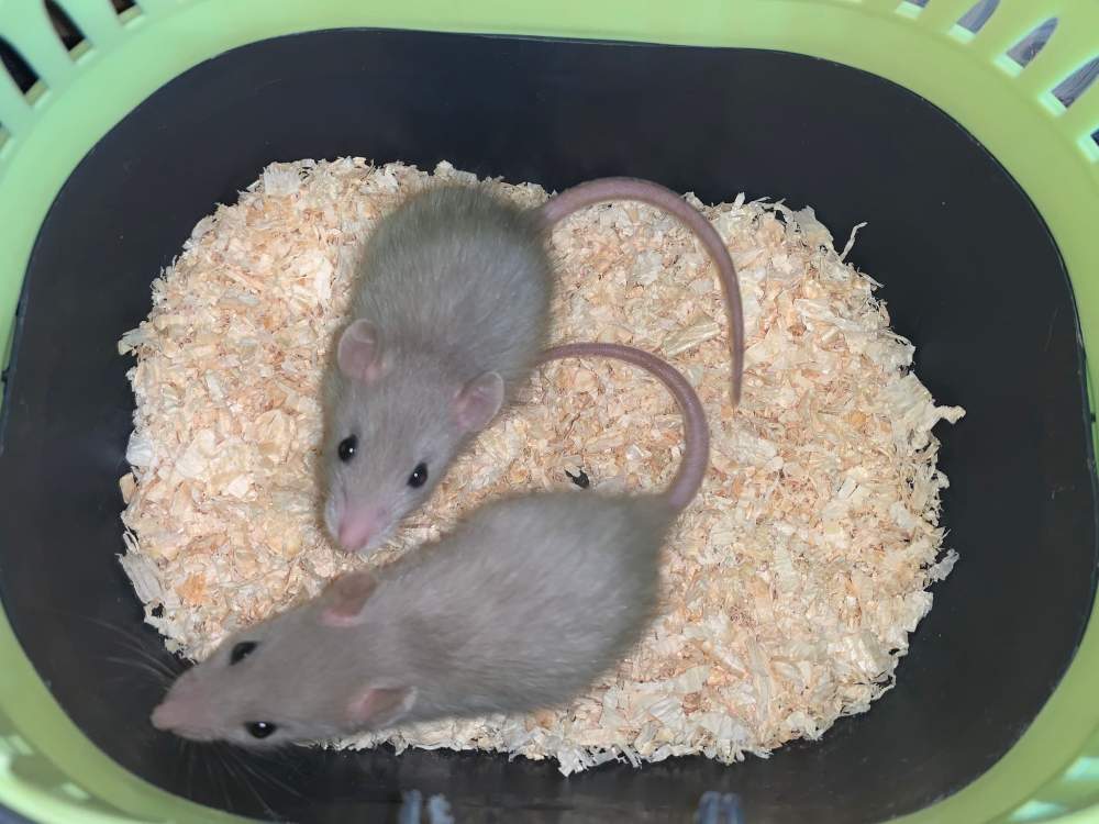 Fancy rat Breeder Rattus norvegicus 