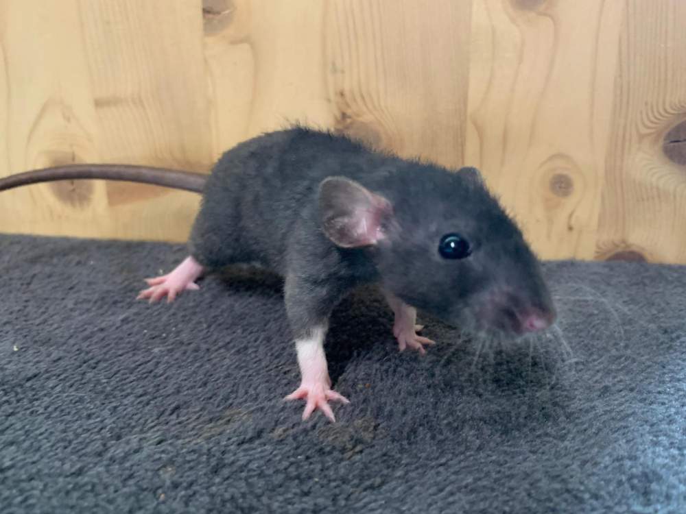 Fancy rat Breeder Rattus norvegicus 