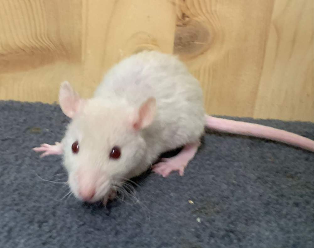 Fancy rat Breeder Rattus norvegicus 