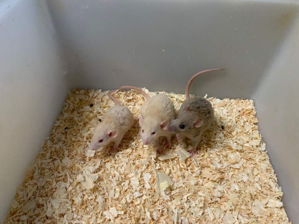 Fancy rat Breeder Rattus norvegicus 
