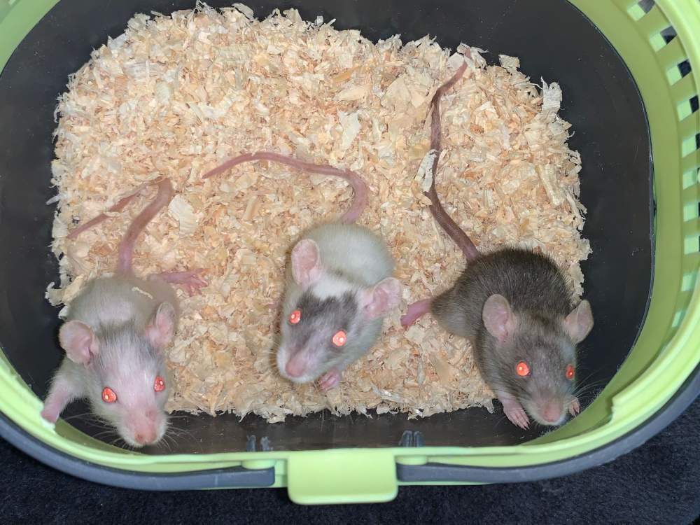 Fancy rat Breeder Rattus norvegicus 