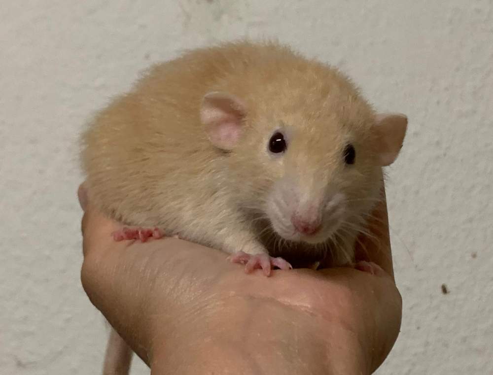 Fancy rat Owned by other Rattus norvegicus 