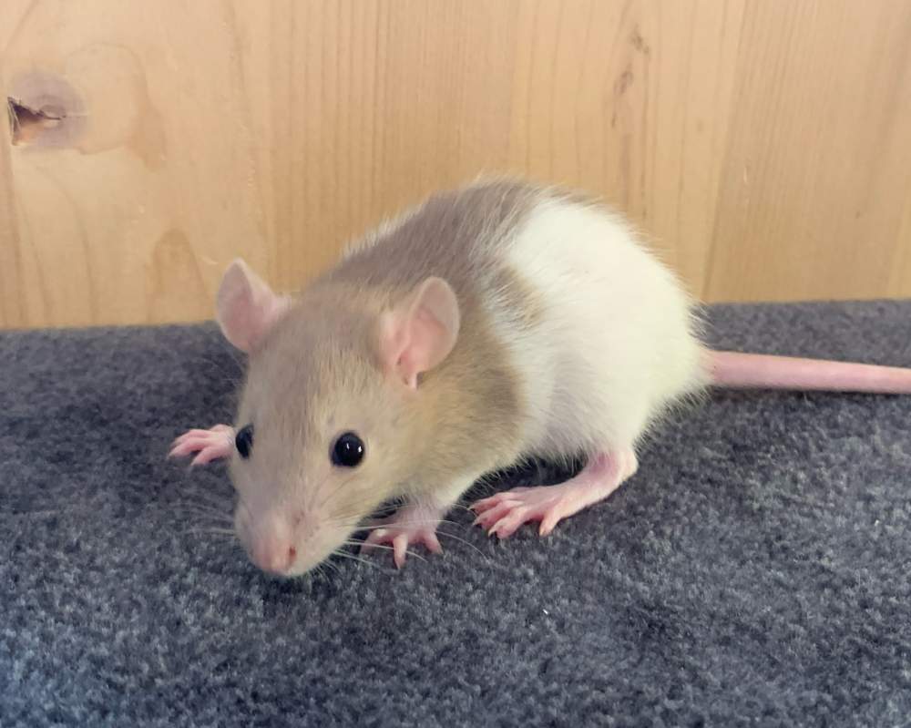 Fancy rat Breeder Rattus norvegicus 