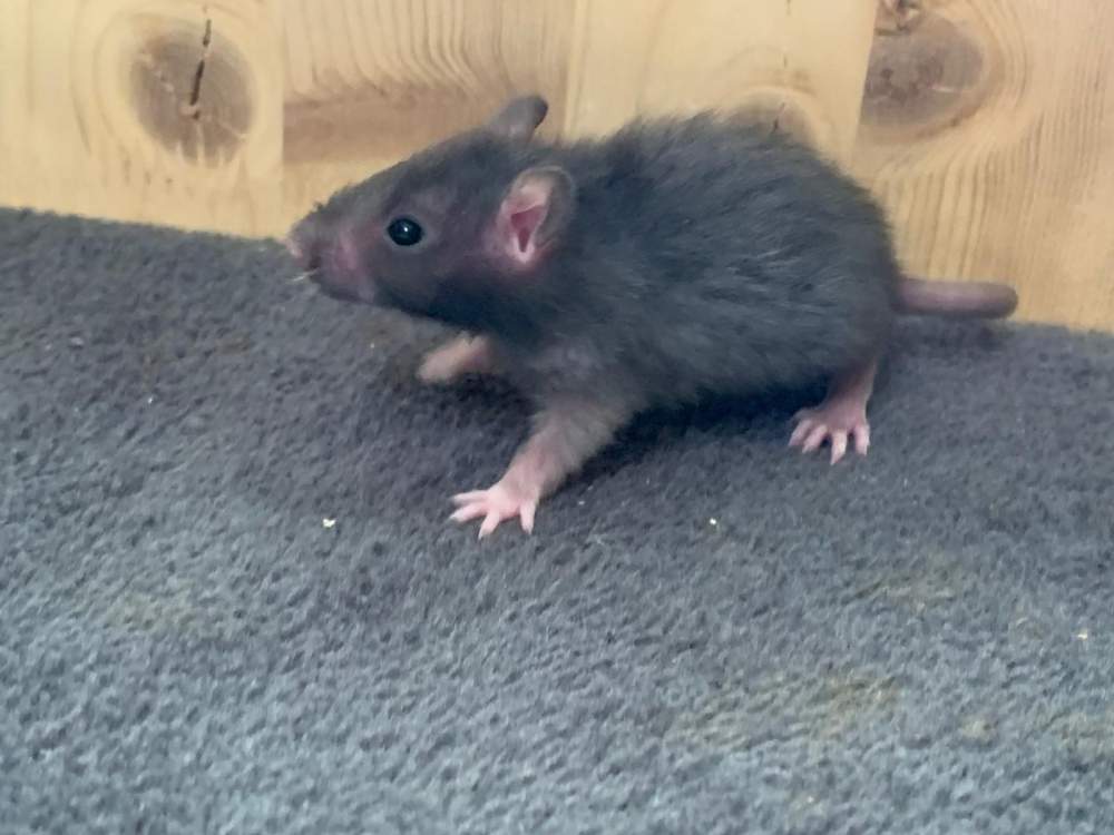Fancy rat Breeder Rattus norvegicus 