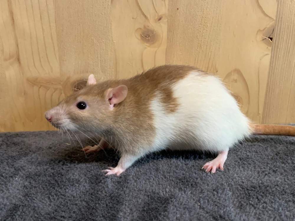 Fancy rat Breeder Rattus norvegicus 