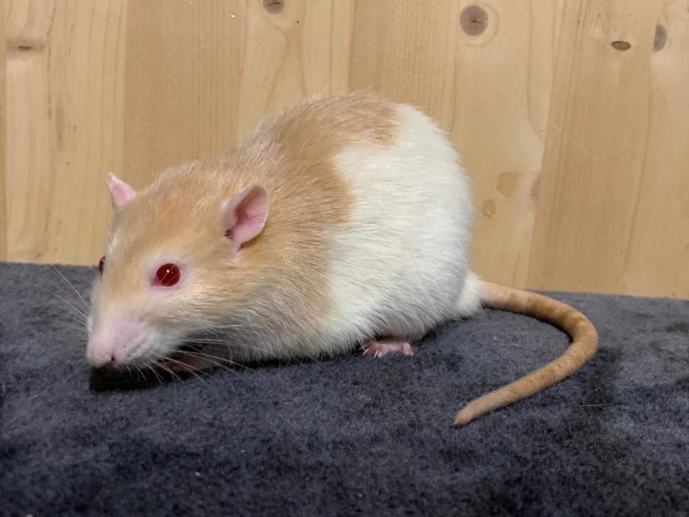 Fancy rat Retired Rattus norvegicus 