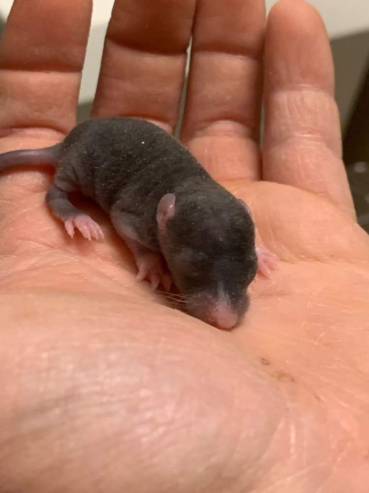 Fancy rat Breeder Rattus norvegicus 