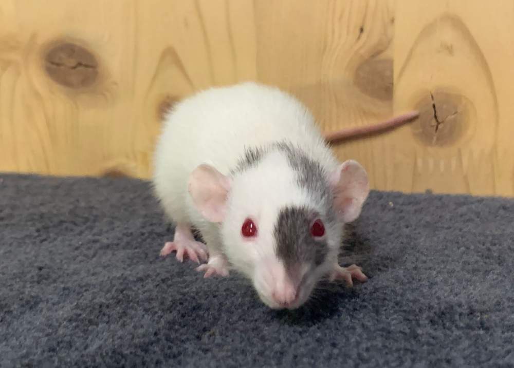 Fancy rat Breeder Rattus norvegicus 