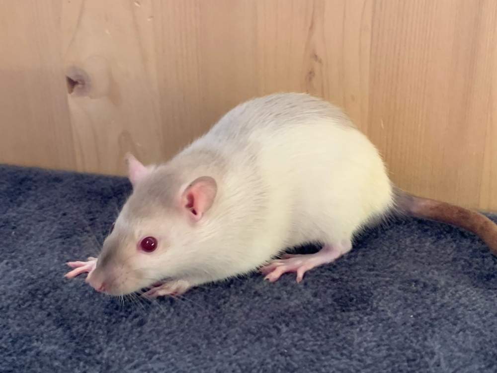 Fancy rat Breeder Rattus norvegicus 