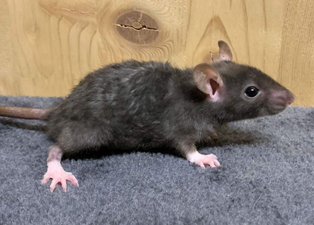 Fancy rat Breeder Rattus norvegicus 