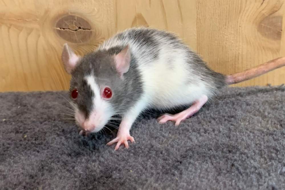 Fancy rat Breeder Rattus norvegicus 