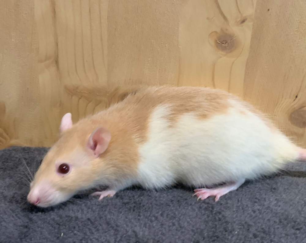 Fancy rat Breeder Rattus norvegicus 