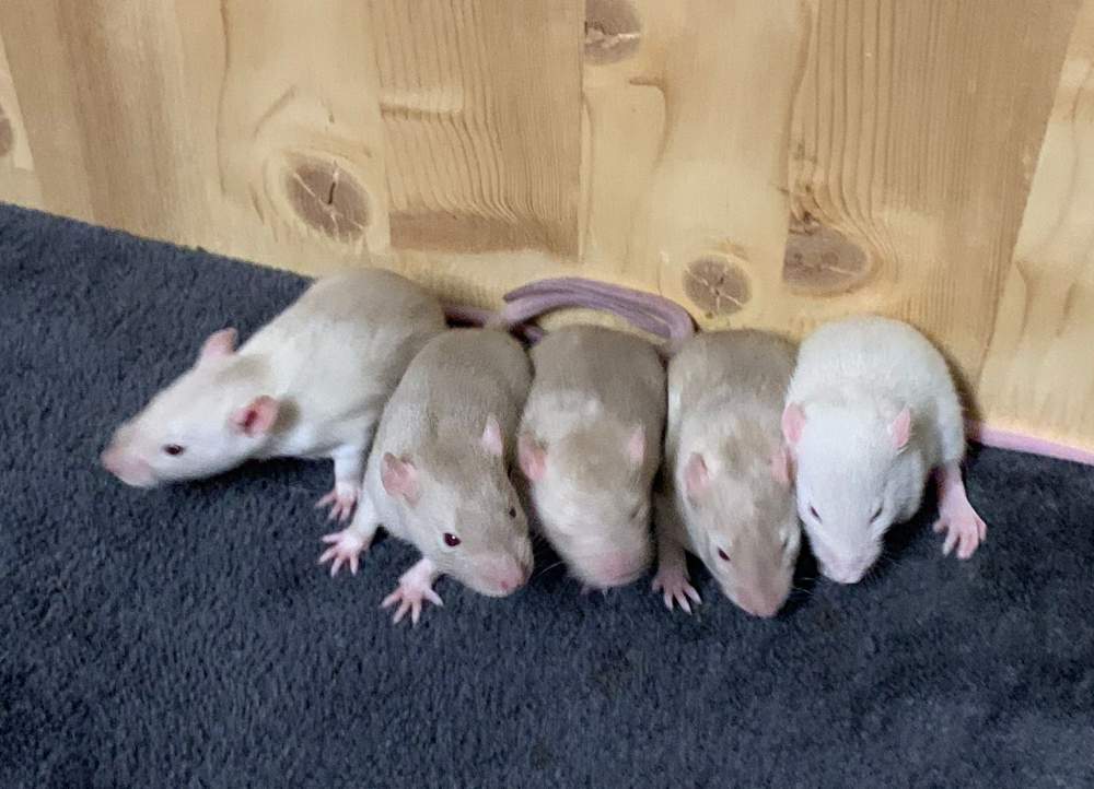 Fancy rat Breeder Rattus norvegicus 
