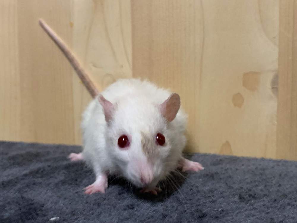 Fancy rat Breeder Rattus norvegicus 