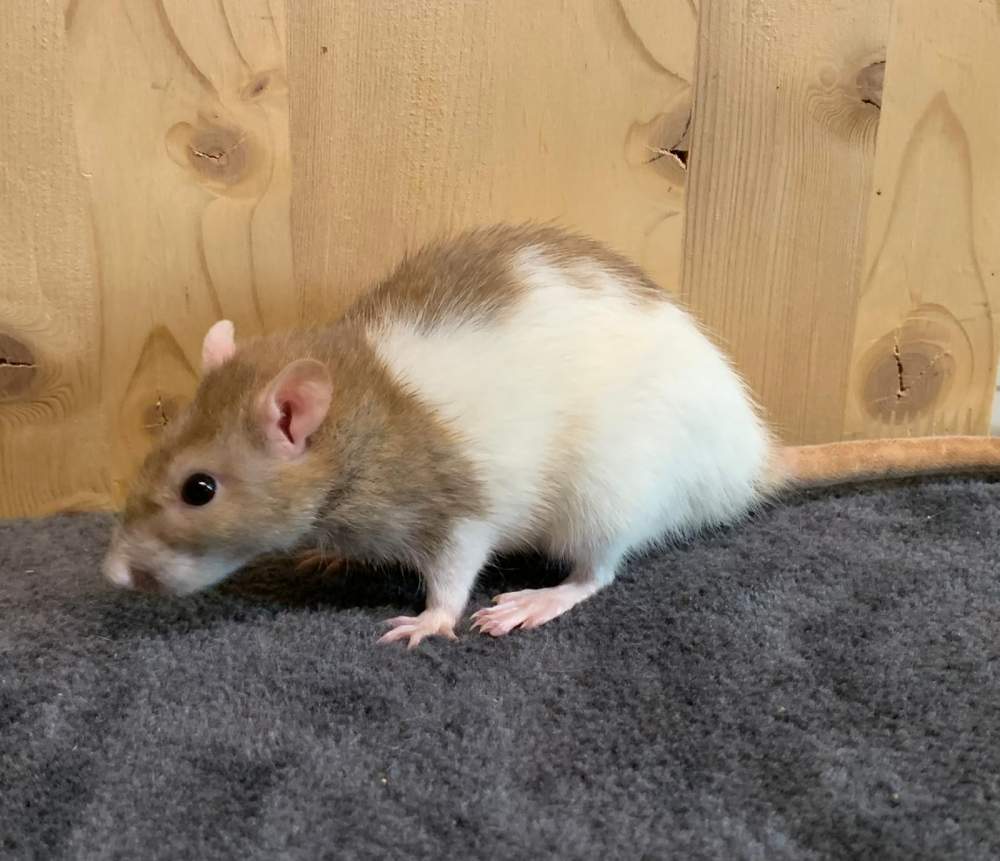 Fancy rat Available for rehoming Rattus norvegicus Germany, Marl