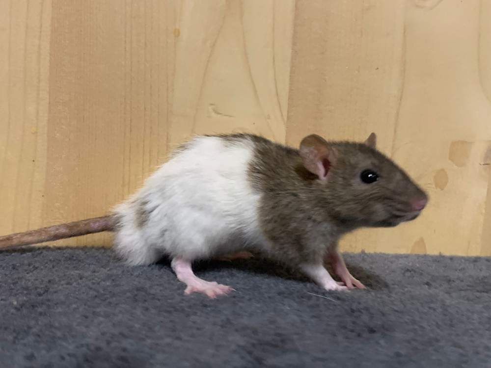 Fancy rat Breeder Rattus norvegicus 