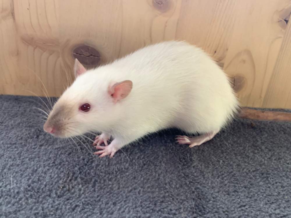 Fancy rat Breeder Rattus norvegicus 