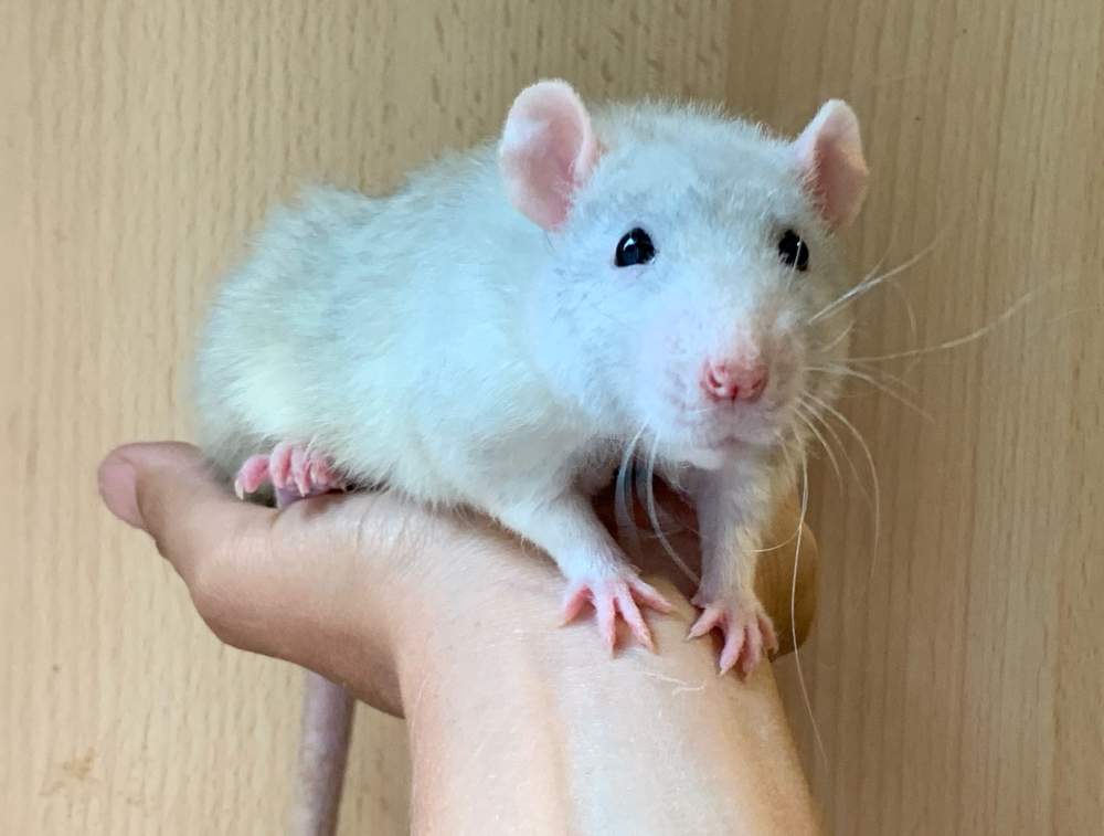 Fancy rat Breeder Rattus norvegicus 